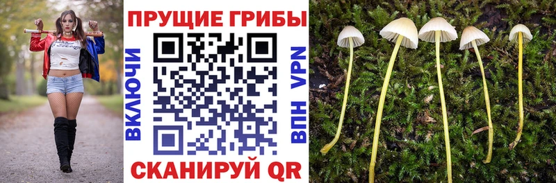 Псилоцибиновые грибы Psilocybine cubensis  Павлово 